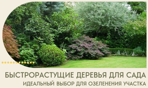 Быстрорастущие деревья для сада идеальный выбор в Белогорске