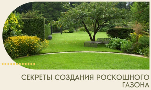 Секреты создания роскошного газона в Белогорске